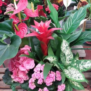 Cesta de plantas grande