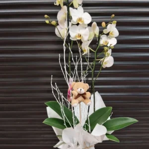 Orquídea 2 tallos