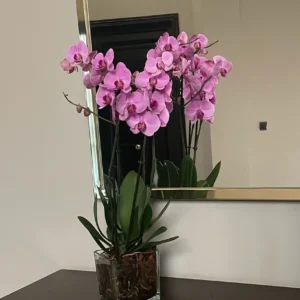 Orquídea con jarrón de cristal