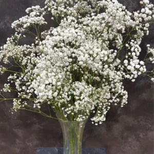 Paniculata