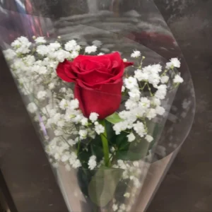 Rosa con paniculata